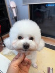 모찌네쌀롱 모찌네호텔 모찌네돌봄