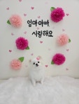 태리펫애견미용실