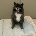 펄세이 도그 그루밍 강남삼성동본점