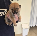 라이프독 강릉점 24시 강아지 고양이