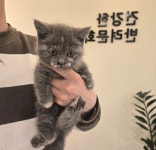 라이프독 강릉점 24시 강아지 고양이