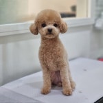 핑크펫미용실