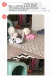 강아지방문훈련 올바른참견