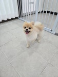 우리집멍뭉