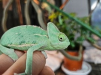 파충류샵 엔터렙타일