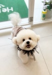 더테일