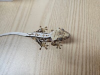 파충류샵 엔터렙타일