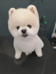 순돌이 펫 미장원