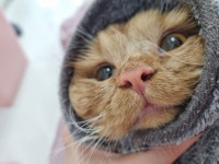 고양이미용&호텔 우아캣