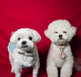 살랑살랑 멍치원 애견유치원