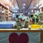 하이도그애견샵