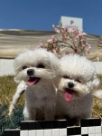 다온멍스쿨 애견유치원 &24시 애견호텔