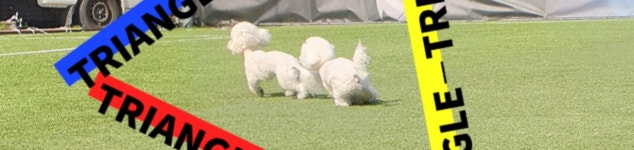 JM축구&강아지놀이터