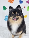 멍컷