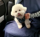 7942펫택시