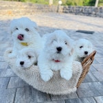 어썸테일즈