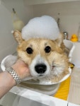 헬로우버디 판교밸리점