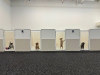 라이크어독 애견유치원 강아지유치원 애견호텔 애견미용