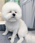 똥강아지반려견미용실호텔