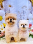 24시무인애견용품&편의점아무도없개&PETTIME고덕 | 24시 반려동물 편의점 아무도없개 고덕신도시점