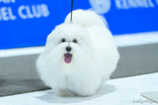 어썸테일즈