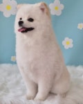 멍테일즈