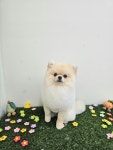 댕댕이숲