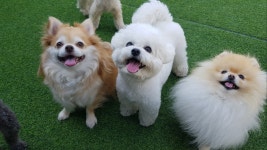 똑똑 애견유치원&호텔