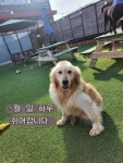 천안유기견카페 잇츠독