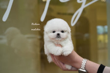 인천강아지분양 홍스퍼피 본점