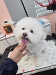 댕댕이뽀샵