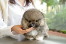 부산강아지분양 미유펫