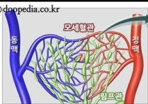 와와카페