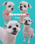 바우와우 펫살롱
