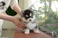 부산강아지분양 미유펫