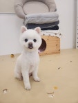 럽독 LUVDOG