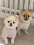 뽀송하댕