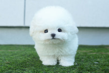 광주강아지분양 고양이분양 미유펫 광주본점