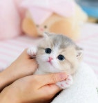 수원고양이분양 고사남 본점