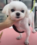 몽그루밍
