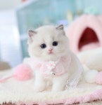 수원고양이분양 고사남 본점