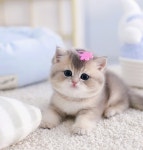 수원고양이분양 고사남 본점