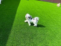 도기너스 애견유치원 호텔