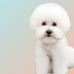 몽대디강아지미용실