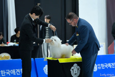 유어펫 라운지 강아지분양