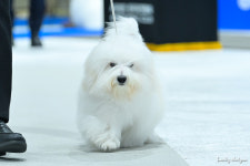 유어펫 라운지 강아지분양