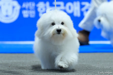 유어펫 라운지 강아지분양