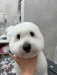 퍼피팸퍼