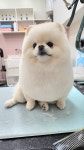 와와살롱