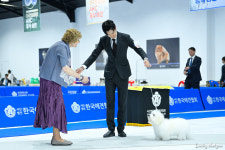 유어펫 라운지 강아지분양